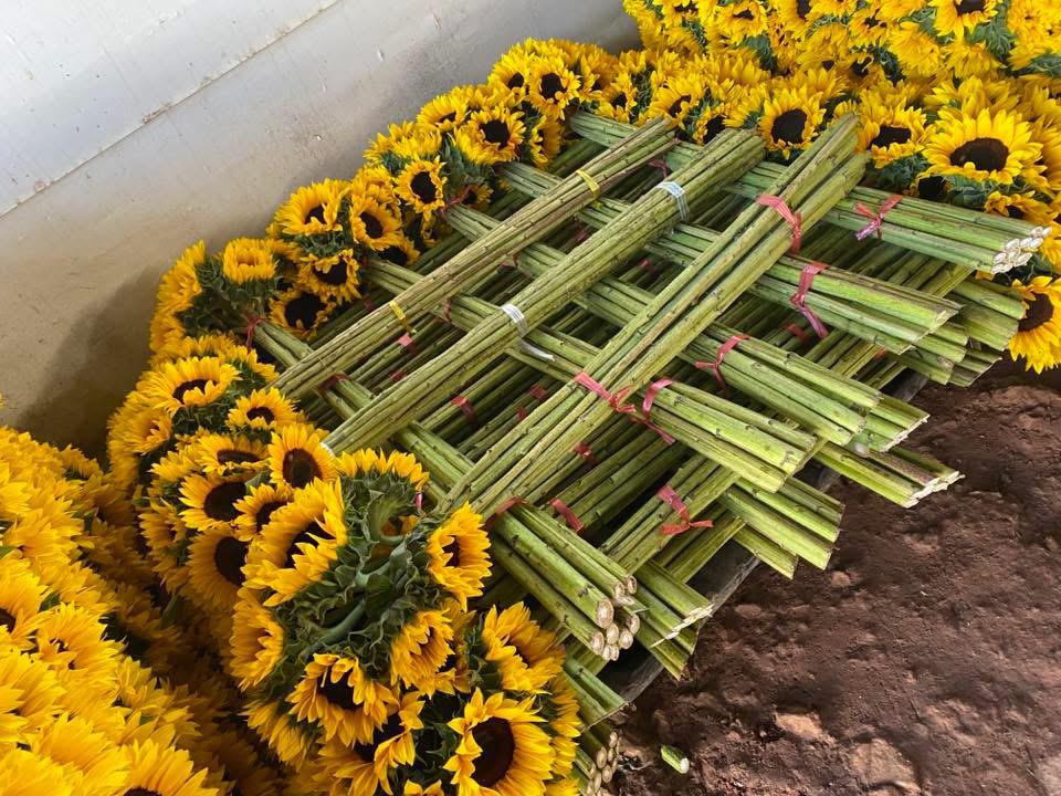 Kit de 3 Girasoles Premium